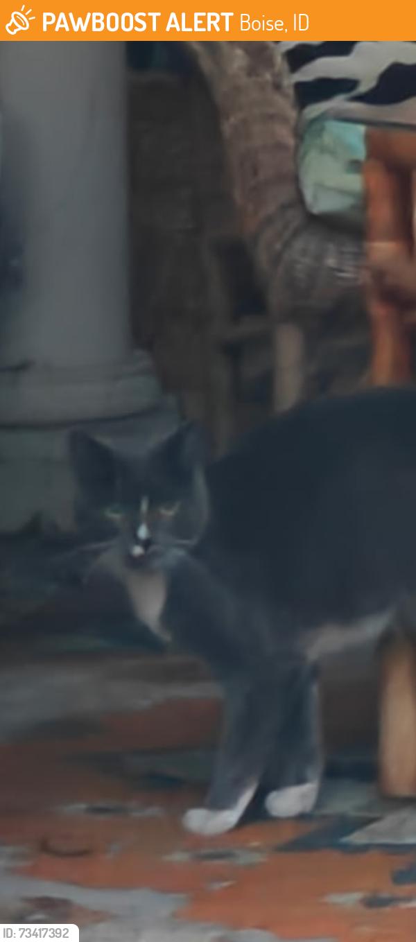 Found/Stray Unknown Cat last seen Roosevelt & Camas, Boise, ID 83705
