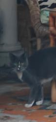 Found/Stray Unknown Cat last seen Roosevelt & Camas, Boise, ID 83705