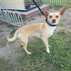 Shelter Stray Male Dog last seen Near BLOCK BLCK E SAN ANTONIO DR, LONG BEACH, CA 90807, 7700 E Spring St, Long Beach, CA 90815, USA