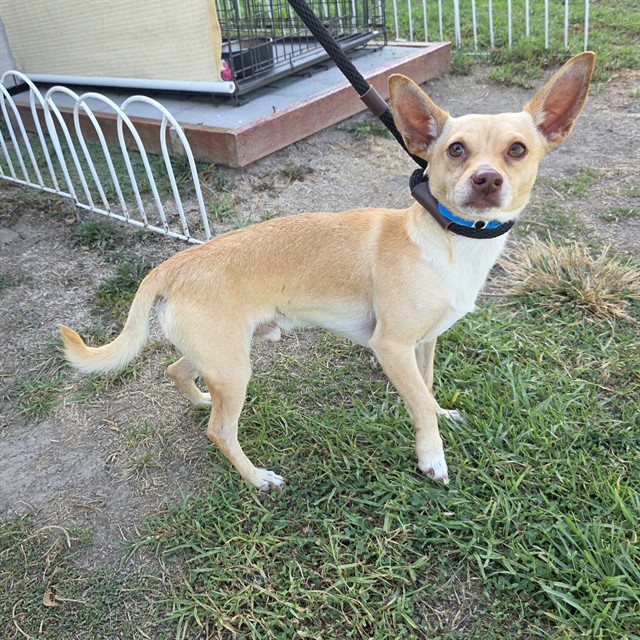 Shelter Stray Male Dog last seen Near BLOCK BLCK E SAN ANTONIO DR, LONG BEACH, CA 90807, 7700 E Spring St, Long Beach, CA 90815, USA