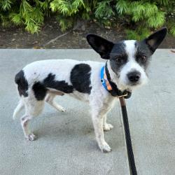 Shelter Stray Male Dog last seen Near BLK E 51ST ST, LONG BEACH, CA 90805, 7700 E Spring St, Long Beach, CA 90815, USA