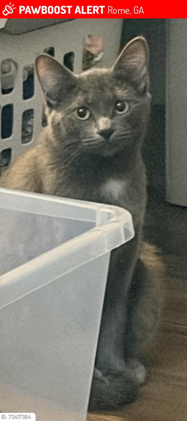 Lost Female Cat last seen West Rome Walmart, Starbucks shorter, Rome, GA 30165