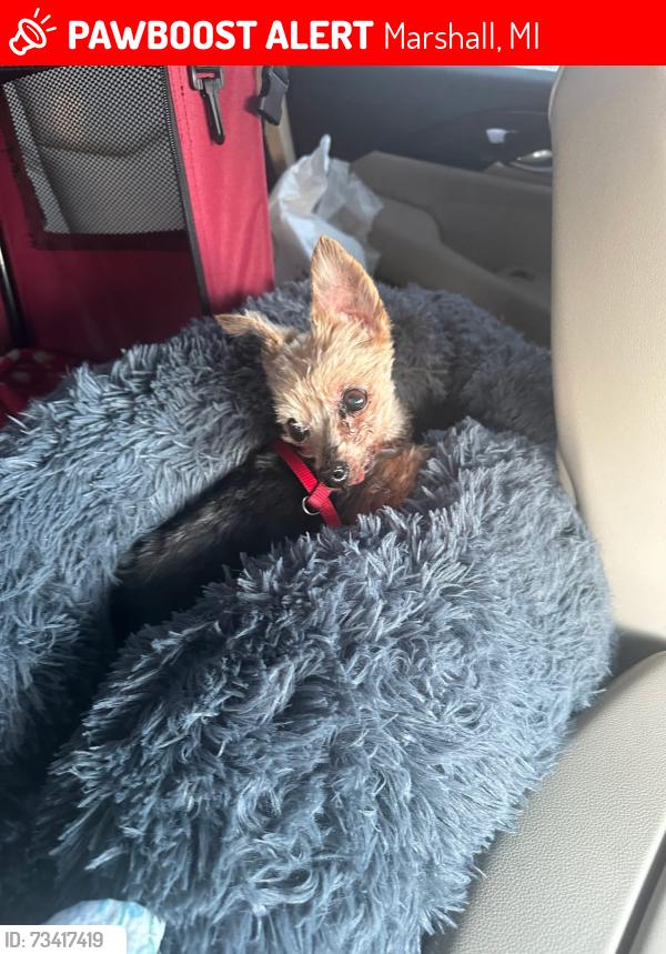 Lost Male Dog last seen L Dr North and Old 27, Marshall, MI 49068