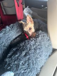 Lost Male Dog last seen L Dr North and Old 27, Marshall, MI 49068