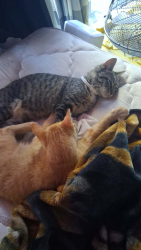 Lost Male Cat last seen Off state st by the and storage place off alamosa Boise Idaho, Boise, ID 83703