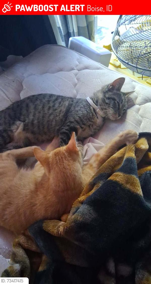 Lost Male Cat last seen Off state st by the and storage place off alamosa Boise Idaho, Boise, ID 83703