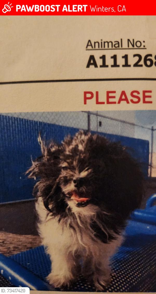 Lost Female Dog last seen Main st., winters, ca., Winters, CA 95694