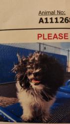 Lost Female Dog last seen Main st., winters, ca., Winters, CA 95694