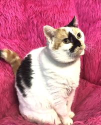 Lost Female Cat last seen Rock Springs Midland Road, Christiana, TN 37037