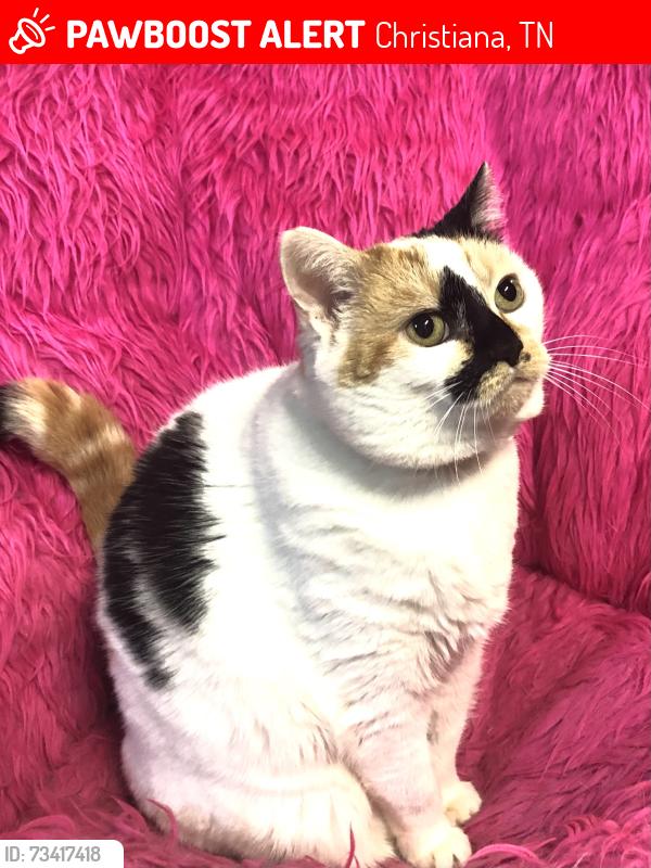 Lost Female Cat last seen Rock Springs Midland Road, Christiana, TN 37037