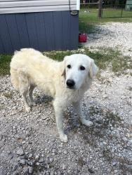 Lost Male Dog last seen Arnold Acres, Cleveland, TX 77327