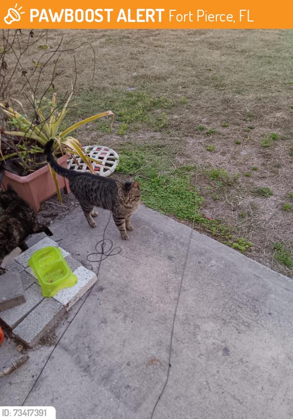 Found/Stray Male Cat last seen Edwards Rd, Fort Pierce, FL 34981