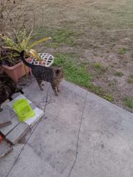 Found/Stray Male Cat last seen Edwards Rd, Fort Pierce, FL 34981