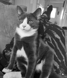 Lost Male Cat last seen Bluebird meadows, Joshua, TX 76058