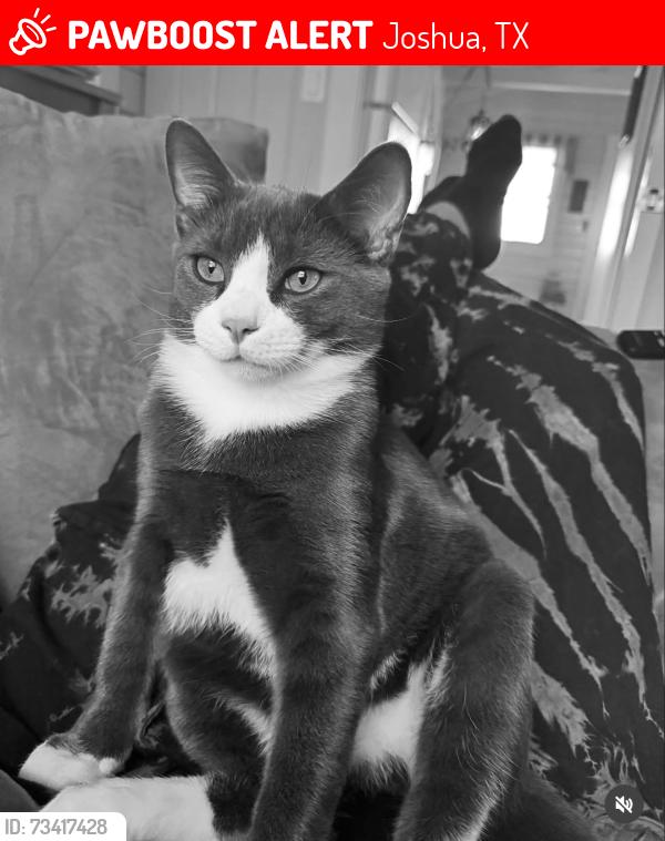 Lost Male Cat last seen Bluebird meadows, Joshua, TX 76058
