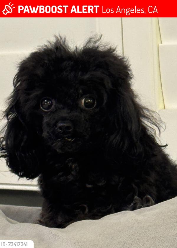Lost Female Dog last seen Burbank and Sepulveda, Los Angeles, CA 91411