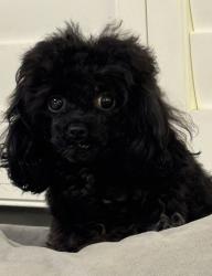 Lost Female Dog last seen Burbank and Sepulveda, Los Angeles, CA 91411