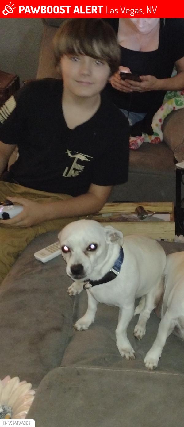 Lost Male Dog last seen Belrose @ rancho, Las Vegas, NV 89106