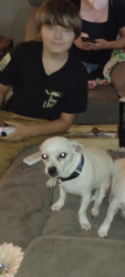 Lost Male Dog last seen Belrose @ rancho, Las Vegas, NV 89106