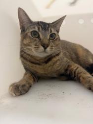 Shelter Stray Female Cat last seen , Oakland, CA, 1101 29th Ave, Oakland, CA 94601, USA