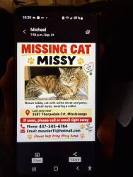 Lost Female Cat last seen St marks school, Mississauga, ON L5L 3V6