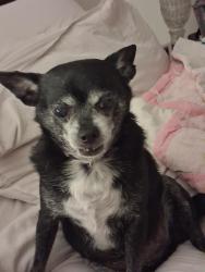Lost Male Dog last seen Mace rd eagle id, Eagle, ID 83714