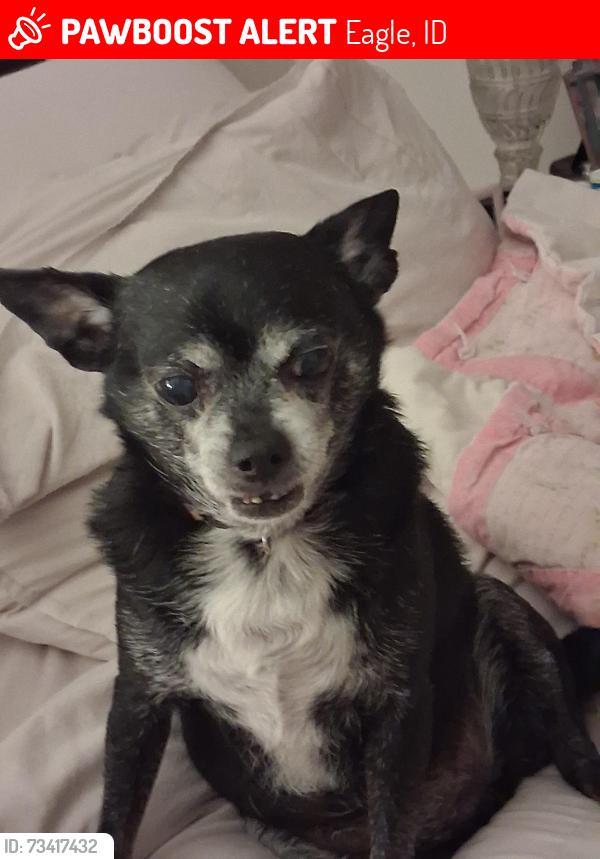 Lost Male Dog last seen Mace rd eagle id, Eagle, ID 83714