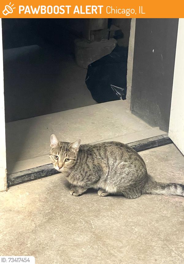 Found/Stray Male Cat last seen Kenmore and Roscoe, Chicago, IL 60657