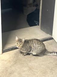 Found/Stray Male Cat last seen Kenmore and Roscoe, Chicago, IL 60657