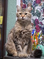 Lost Male Cat last seen South market and ben franklin, Corrigan, TX 75939