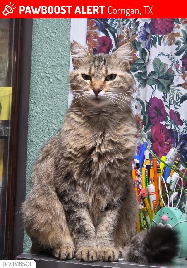 Lost Male Cat last seen South market and ben franklin, Corrigan, TX 75939