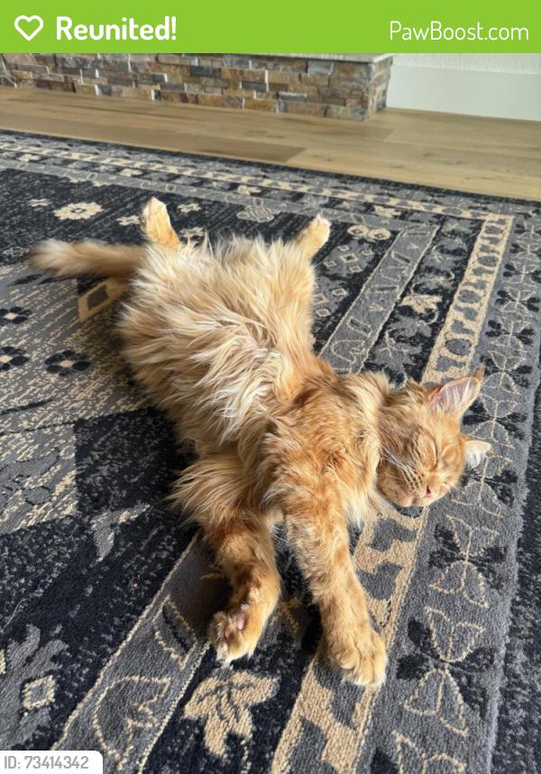 Reunited Male Cat last seen windward and newport in discovery bay, Discovery Bay, CA 94505