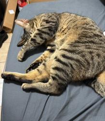 Reunited Male Cat last seen Coleman Road, Winter Haven, FL 33880