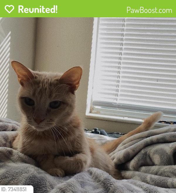 Reunited Female Cat last seen Washington Oaks Neighborhood, Sanford, FL 32771