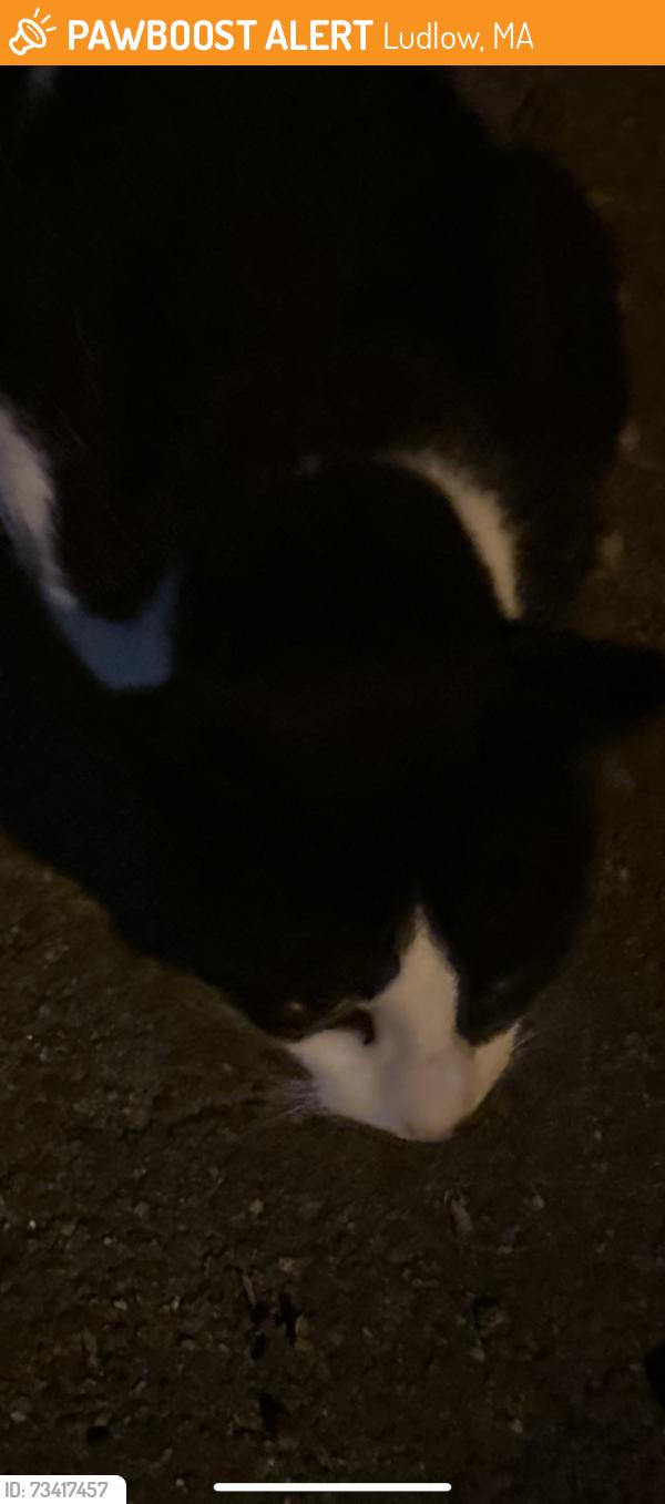 Found/Stray Unknown Cat last seen Near east street, Ludlow, MA 01056