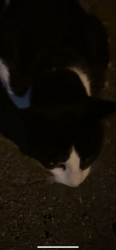 Found/Stray Unknown Cat last seen Near east street, Ludlow, MA 01056