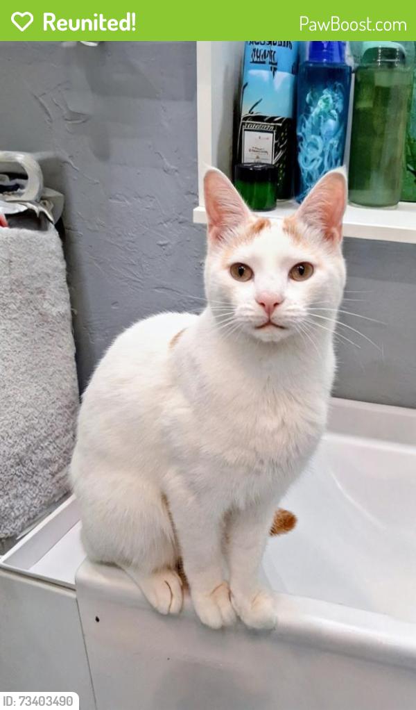 Reunited Male Cat last seen Viking way, Kitsap County, WA 98345