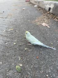 Found/Stray Unknown Bird last seen Near beach and brew, Los Angeles, CA 90291