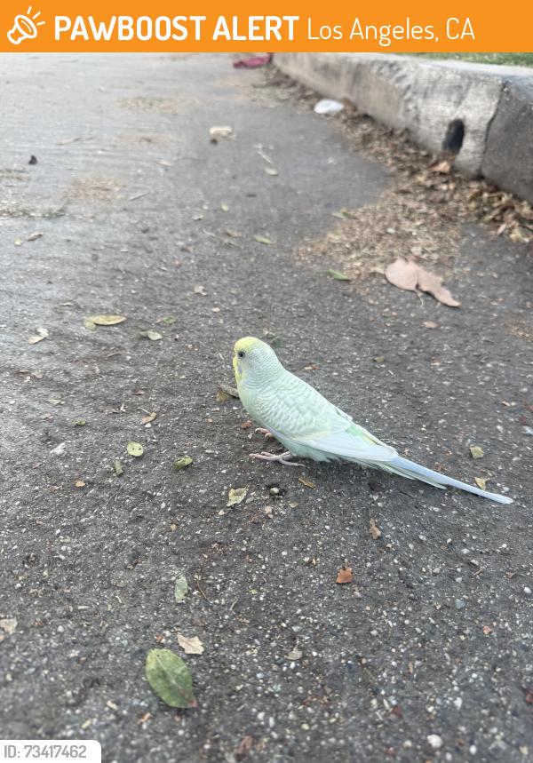 Found/Stray Unknown Bird last seen Near beach and brew, Los Angeles, CA 90291