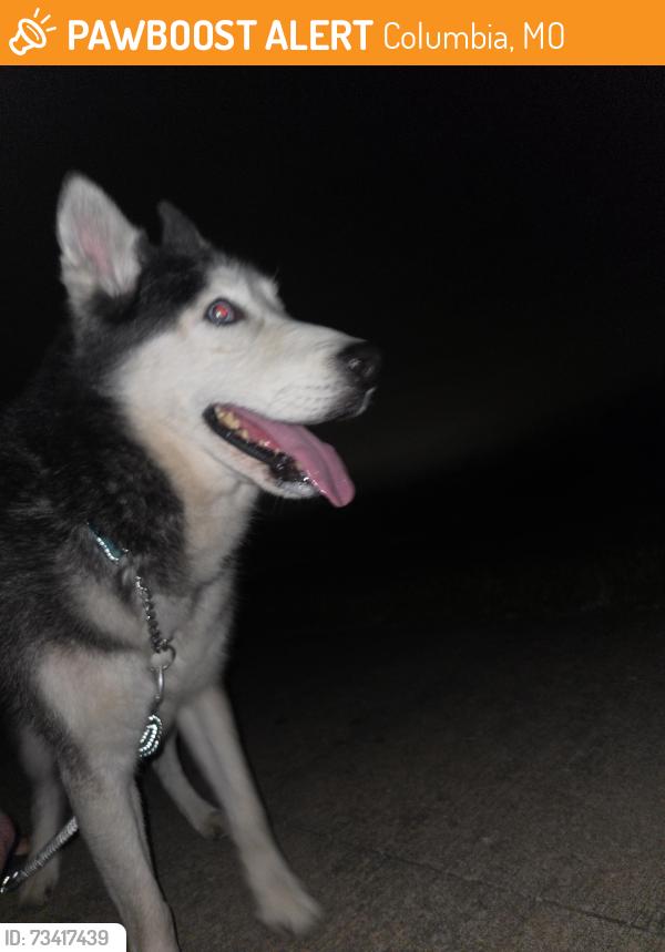 Found/Stray Male Dog last seen Roundabout by Battle Highschool, Columbia, MO 65202
