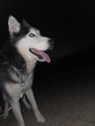 Found/Stray Male Dog last seen Roundabout by Battle Highschool, Columbia, MO 65202
