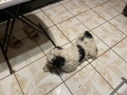 Found/Stray Male Dog last seen Pecos and Bonanza, Las Vegas, NV 89110