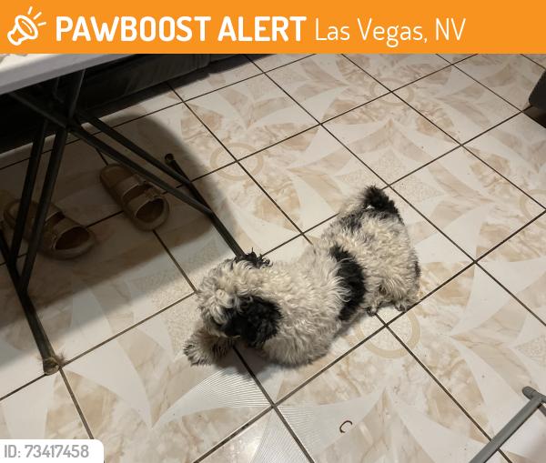 Found/Stray Male Dog last seen Pecos and Bonanza, Las Vegas, NV 89110
