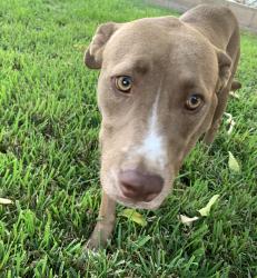 Found/Stray Female Dog last seen H street, San Bernardino, CA 92411