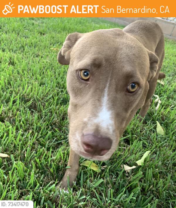 Found/Stray Female Dog last seen H street, San Bernardino, CA 92411