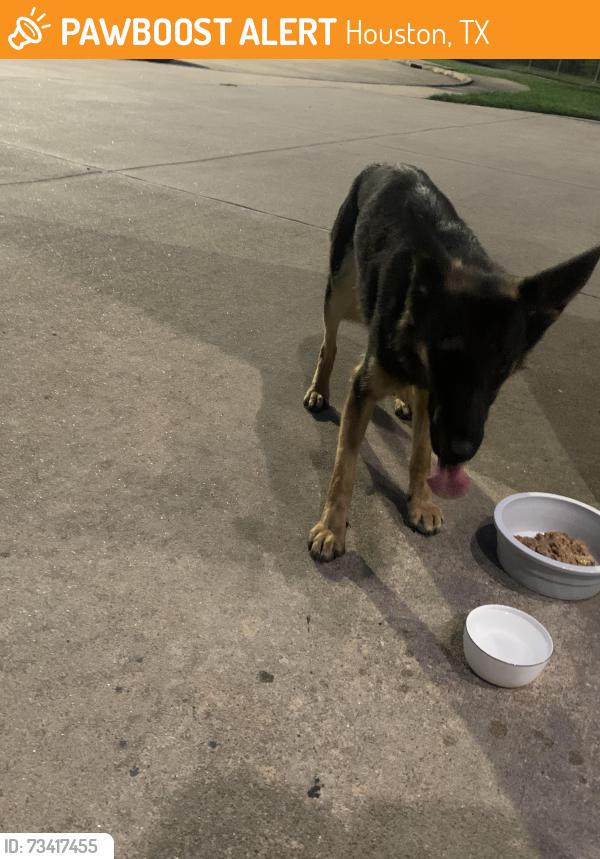 Found/Stray Female Dog last seen Found in Rolling Green September 27th, Houston, TX 77084