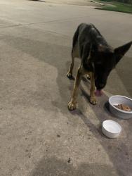 Found/Stray Female Dog last seen Found in Rolling Green September 27th, Houston, TX 77084