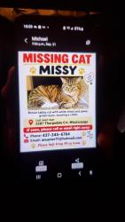 Lost Female Cat last seen Thourpdale court and Govenorplace, Mississauga, ON L5L 3V6