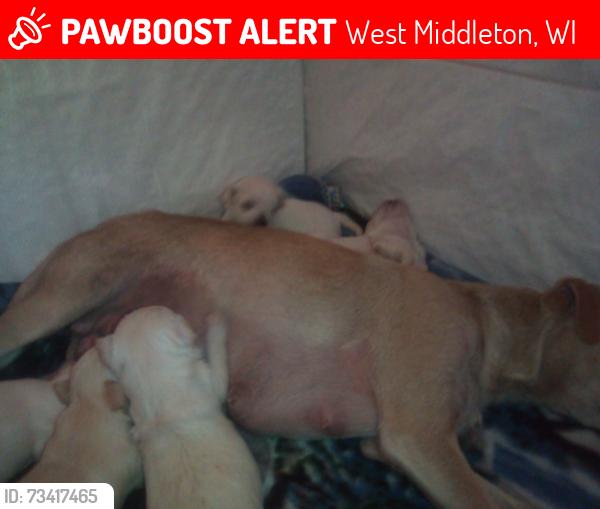 Lost Male Dog last seen Western39 place, West Middleton, WI 53593