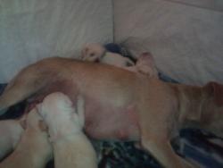 Lost Male Dog last seen Western39 place, West Middleton, WI 53593